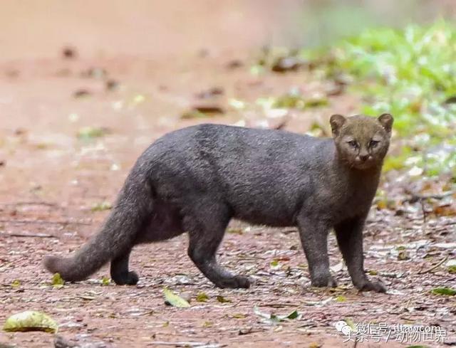 细腰猫,细腰猫的外形特征(动物世界-细腰猫)
