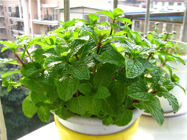 一抹香植物图片的功效与作用，一抹香的作用和用途（5种“香香花”摆在卫生间）