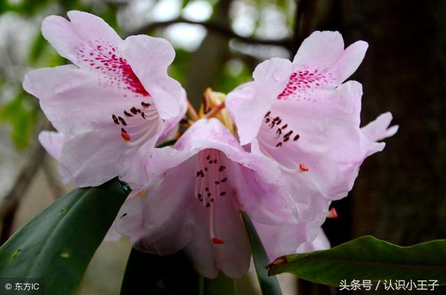 花中珍品指的是什么花，花的二十八个美称