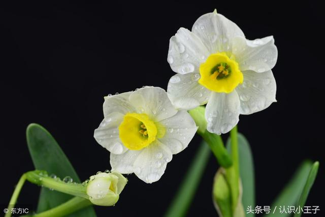 花中珍品指的是什么花，花的二十八个美称