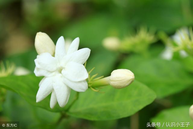 花中珍品指的是什么花，花的二十八个美称