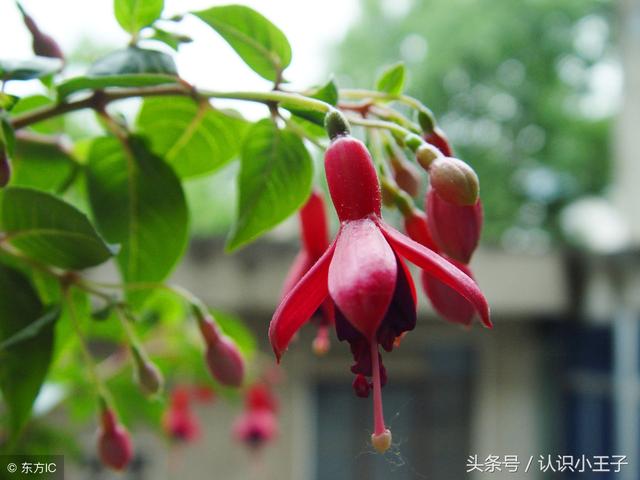 花中珍品指的是什么花，花的二十八个美称