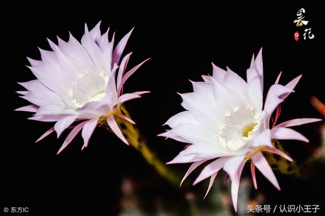 花中珍品指的是什么花，花的二十八个美称