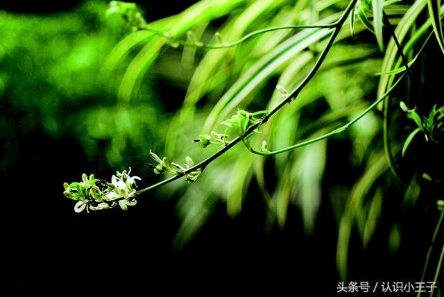 花中珍品指的是什么花，花的二十八个美称