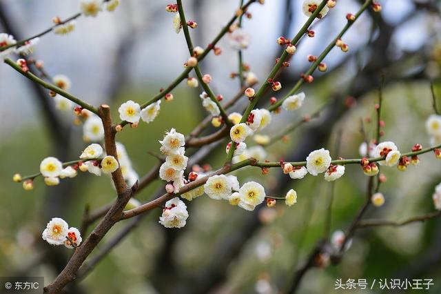 花中珍品指的是什么花，花的二十八个美称