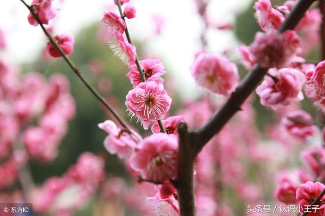 花中珍品指的是什么花，花的二十八个美称