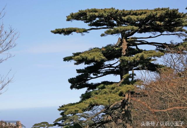 花中珍品指的是什么花，花的二十八个美称