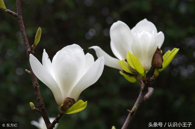 花中珍品指的是什么花，花的二十八个美称