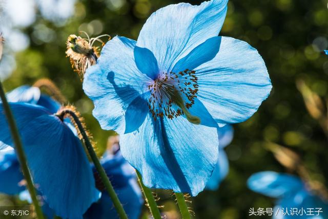 花中珍品指的是什么花，花的二十八个美称