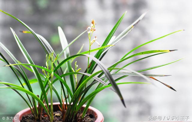 花中珍品指的是什么花，花的二十八个美称