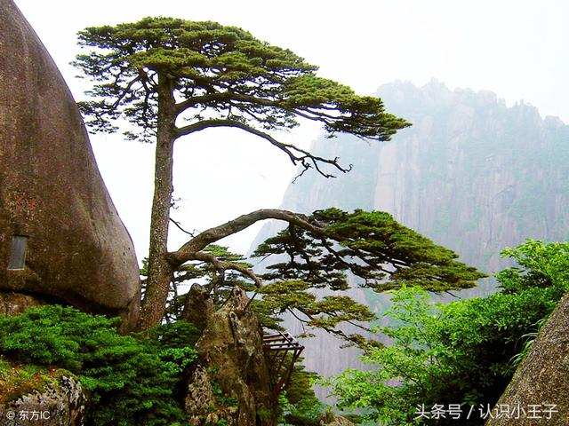 花中珍品指的是什么花，花的二十八个美称