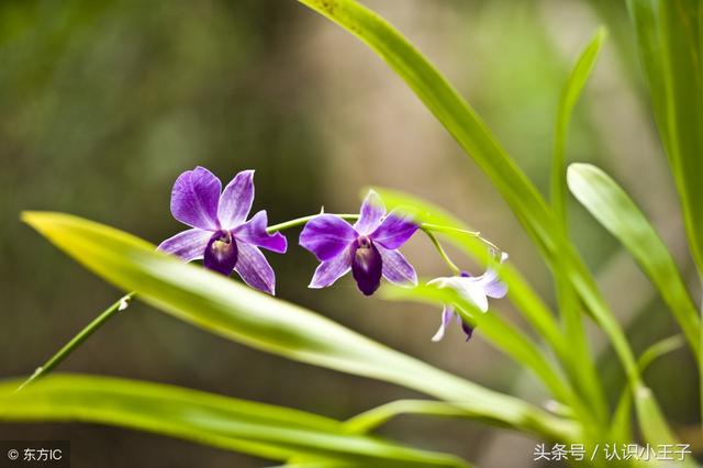 花中珍品指的是什么花，花的二十八个美称