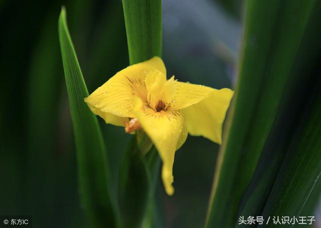 花中珍品指的是什么花，花的二十八个美称