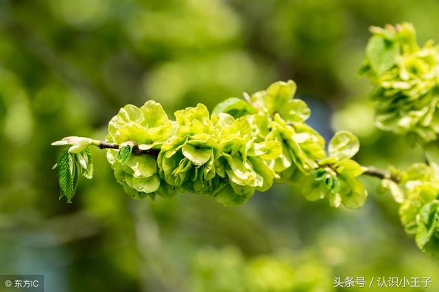 花中珍品指的是什么花，花的二十八个美称