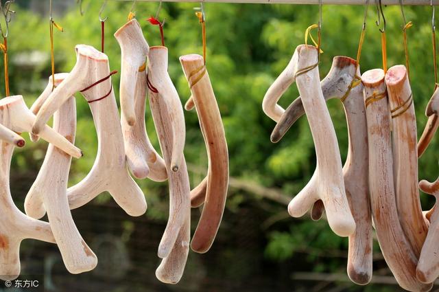 鹿角的功效与作用，鹿角的功效与作用吃法有保质期（中药指南：鹿角的主要药用功效）