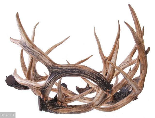 鹿角的功效与作用，鹿角的功效与作用吃法有保质期（中药指南：鹿角的主要药用功效）