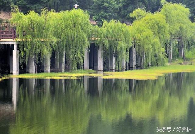 风水上牡丹栽在院子什么位置，牡丹花宜放在庭院什么位置（什么地方栽什么花？庭院风水篇）