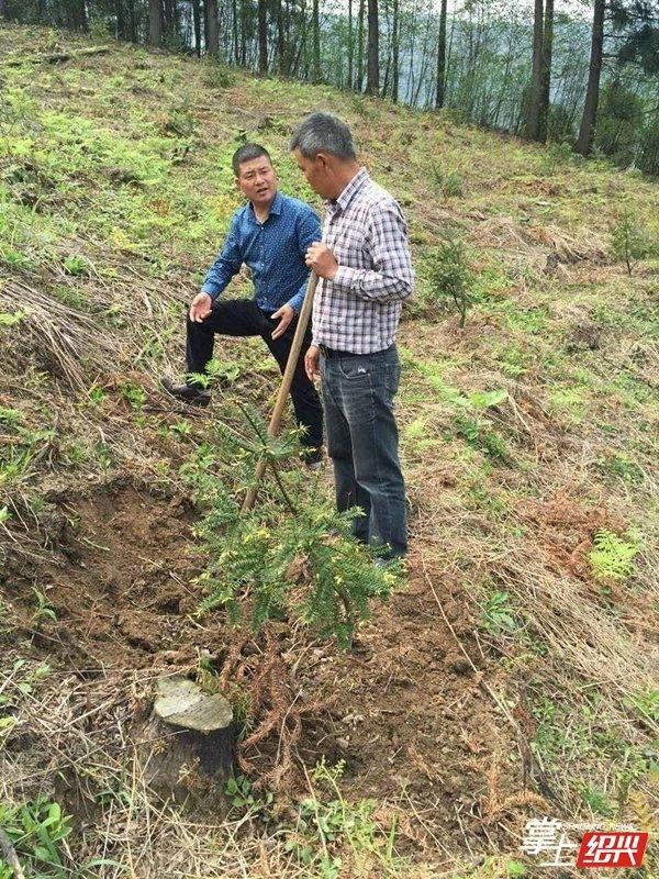 香榧小苗多少钱一棵，香榧树苗多少钱一棵（这位嵊州农民用18年时间证明自己）