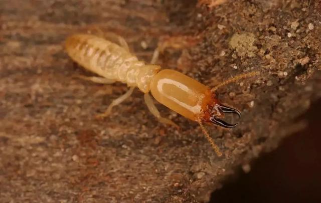 带翅膀的蚂蚁是什么蚂蚁，带翅膀的蚂蚁是什么蚂蚁（长角立毛蚁、热带火蚁、子弹蚁……别再傻傻分不清楚）