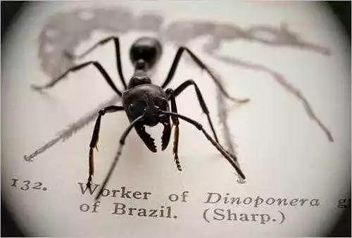 带翅膀的蚂蚁是什么蚂蚁，带翅膀的蚂蚁是什么蚂蚁（长角立毛蚁、热带火蚁、子弹蚁……别再傻傻分不清楚）