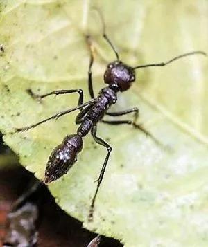 带翅膀的蚂蚁是什么蚂蚁，带翅膀的蚂蚁是什么蚂蚁（长角立毛蚁、热带火蚁、子弹蚁……别再傻傻分不清楚）