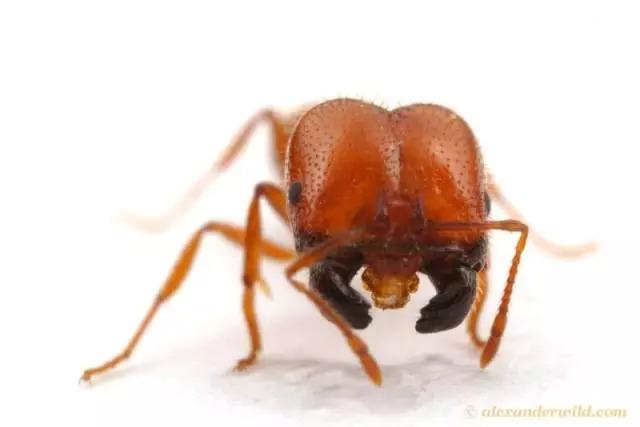 带翅膀的蚂蚁是什么蚂蚁，带翅膀的蚂蚁是什么蚂蚁（长角立毛蚁、热带火蚁、子弹蚁……别再傻傻分不清楚）