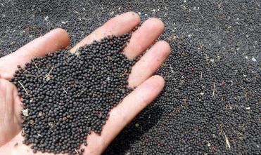 油菜籽含油量和出油率_油菜籽的出油率大概是多少，油菜籽的出油率等于（油菜即将进入秋播季）