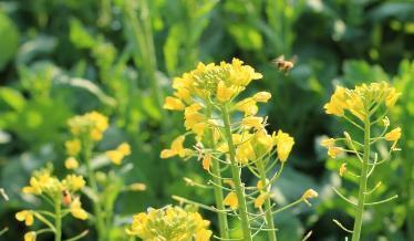 油菜籽含油量和出油率_油菜籽的出油率大概是多少，油菜籽的出油率等于（油菜即将进入秋播季）