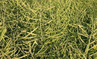 油菜籽含油量和出油率_油菜籽的出油率大概是多少，油菜籽的出油率等于（油菜即将进入秋播季）