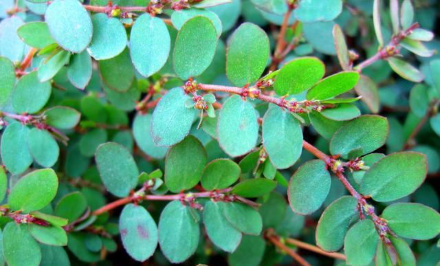 2,飞扬草路边多的是,它的用途原来一直被忽视