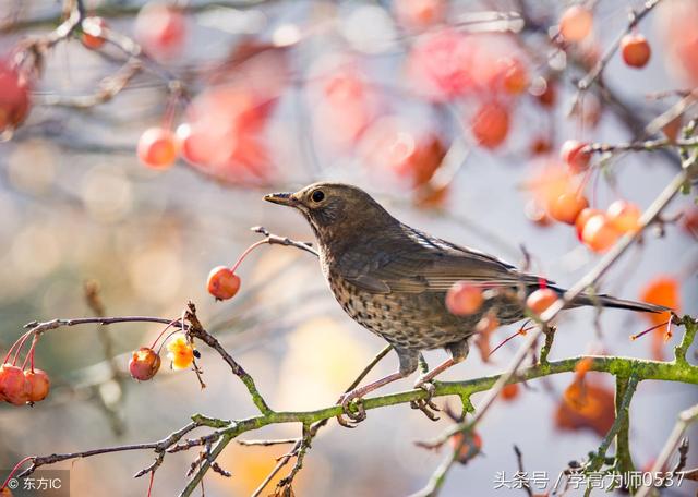 水笔顺怎么写，人教版四年级语文上册知识点汇总（水笔顺怎么写的笔顺怎么写）