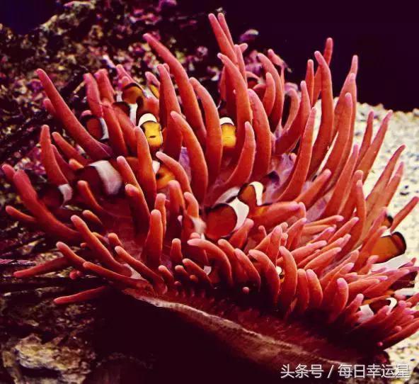 处女座守护石，处女座守护石到底是什么（十二星座女的守护石）