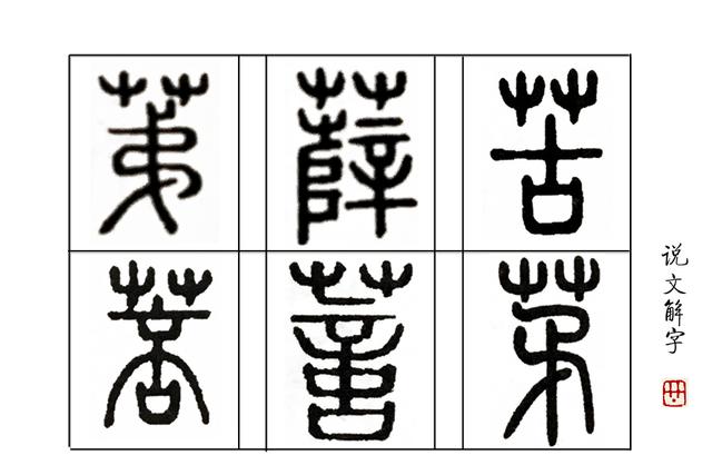 柔荑指女子的什么地方，柔荑（柔荑花序）（柔荑柔荑花序）