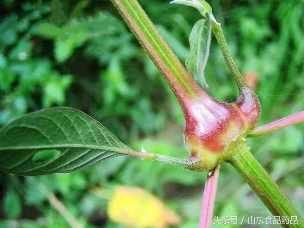 怀牛膝的功效与作用及禁忌，牛膝入药“三兄弟”