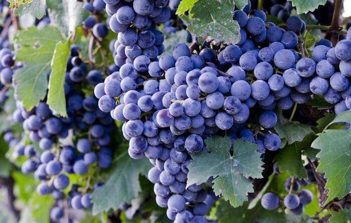 圖片[4]-常吃這樣5樣水果 美容養顏 抗衰老-起舞食譜網