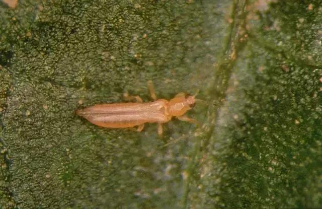 黑皮蠹怎么消灭，皮蠹怎样消灭（常见农业昆虫分类<附高清图>）