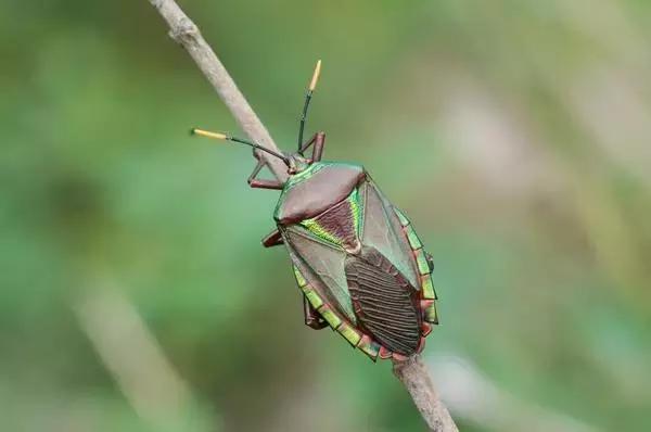 黑皮蠹怎么消灭，皮蠹怎样消灭（常见农业昆虫分类<附高清图>）
