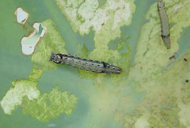 黑皮蠹怎么消灭，皮蠹怎样消灭（常见农业昆虫分类<附高清图>）