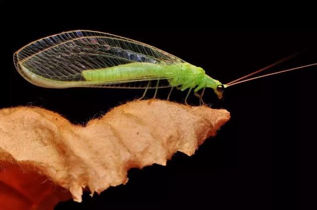 黑皮蠹怎么消灭，皮蠹怎样消灭（常见农业昆虫分类<附高清图>）