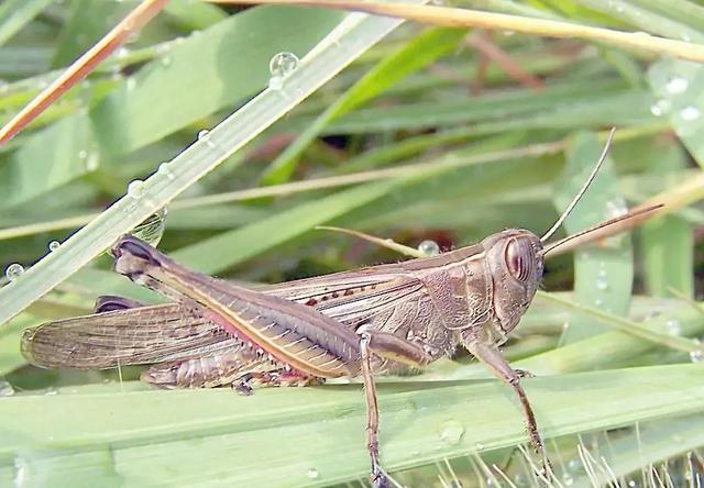 黑皮蠹怎么消灭，皮蠹怎样消灭（常见农业昆虫分类<附高清图>）