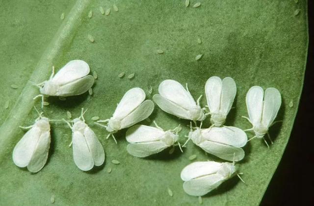 黑皮蠹怎么消灭，皮蠹怎样消灭（常见农业昆虫分类<附高清图>）