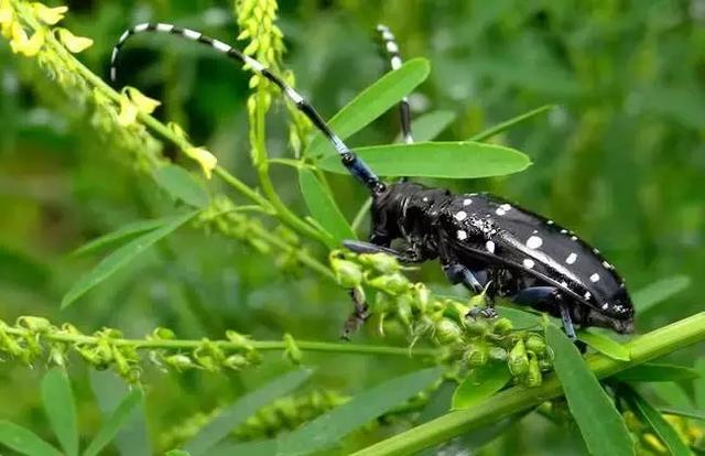 黑皮蠹怎么消灭，皮蠹怎样消灭（常见农业昆虫分类<附高清图>）