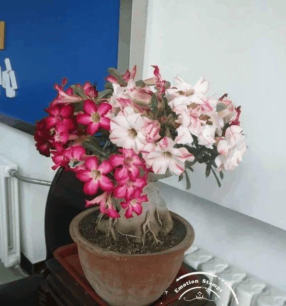 玫瑰花种子发芽六个过程图片，玫瑰花种如何培育发芽（满阳台都是大花球）