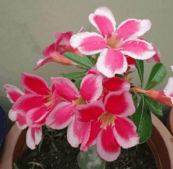 玫瑰花种子发芽六个过程图片，玫瑰花种如何培育发芽（满阳台都是大花球）