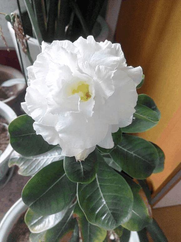 玫瑰花种子发芽六个过程图片，玫瑰花种如何培育发芽（满阳台都是大花球）