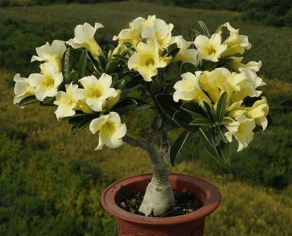 玫瑰花种子发芽六个过程图片，玫瑰花种如何培育发芽（满阳台都是大花球）