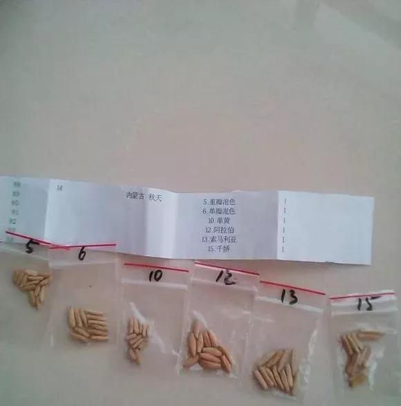 玫瑰花种子发芽六个过程图片，玫瑰花种如何培育发芽（满阳台都是大花球）