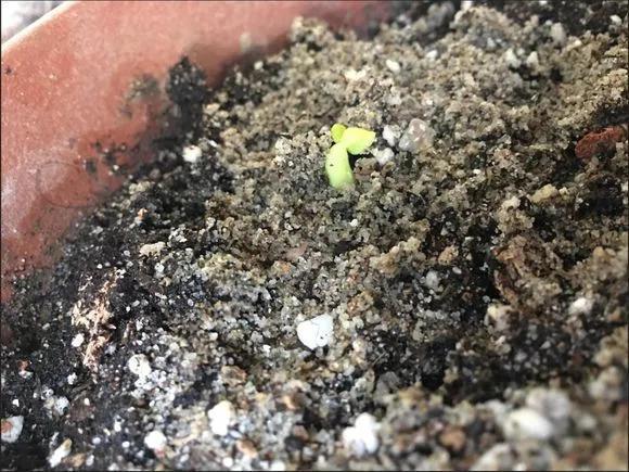 玫瑰花种子发芽六个过程图片，玫瑰花种如何培育发芽（满阳台都是大花球）