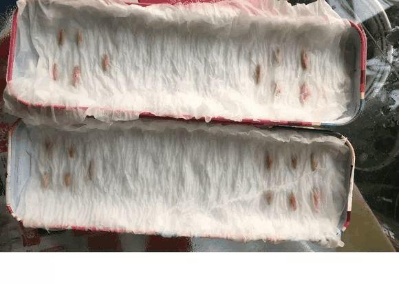 玫瑰花种子发芽六个过程图片，玫瑰花种如何培育发芽（满阳台都是大花球）