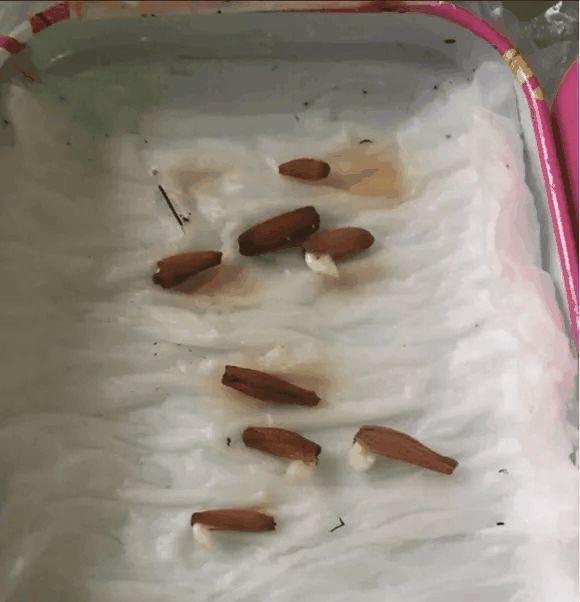 玫瑰花种子发芽六个过程图片，玫瑰花种如何培育发芽（满阳台都是大花球）